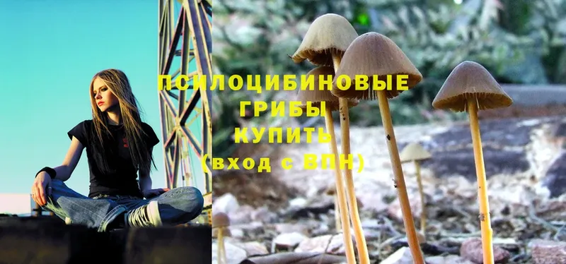 Псилоцибиновые грибы Magic Shrooms  Истра 